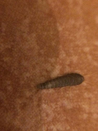 Silberfischchen - Bild 6