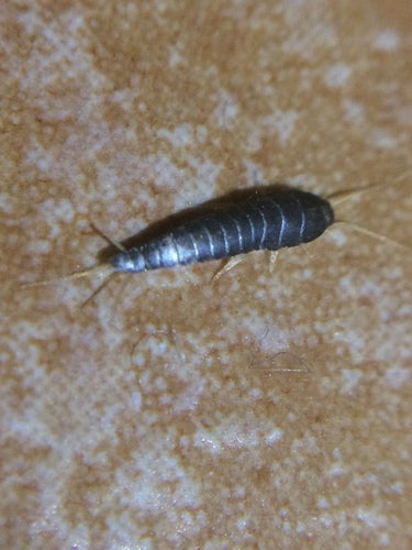Silberfischchen - Bild 5