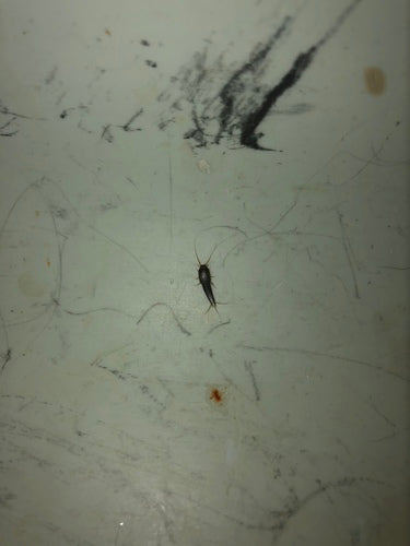 Srebrna rybka — Bild 2