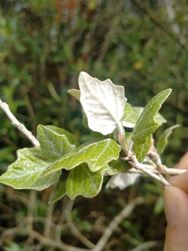 Topola biała — Bild 1