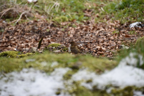 Drozd śpiewający — Bild 5