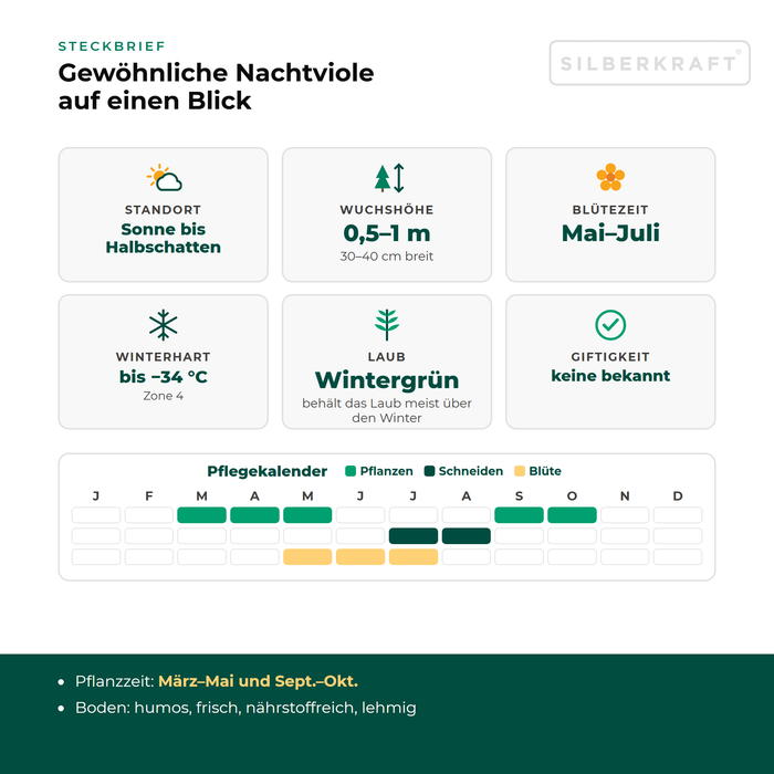 Steckbrief Gewöhnliche Nachtviole (Hesperis matronalis) mit Standort, Wuchshöhe, Winterhärte, Giftigkeit und Pflegekalender
