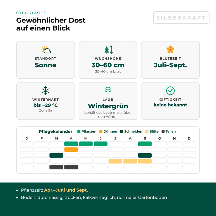 Steckbrief Oregano (Origanum vulgare) mit Standort, Wuchshöhe, Winterhärte, Giftigkeit und Pflegekalender