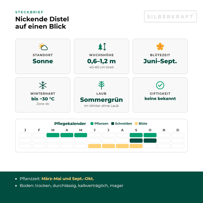 Steckbrief Nickende Distel (Carduus nutans) mit Standort, Wuchshöhe, Winterhärte, Giftigkeit und Pflegekalender