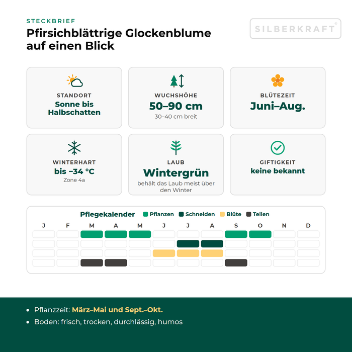 Steckbrief Pfirsichblättrige Glockenblume (Campanula persicifolia) mit Standort, Wuchshöhe, Winterhärte, Giftigkeit und Pflegekalender