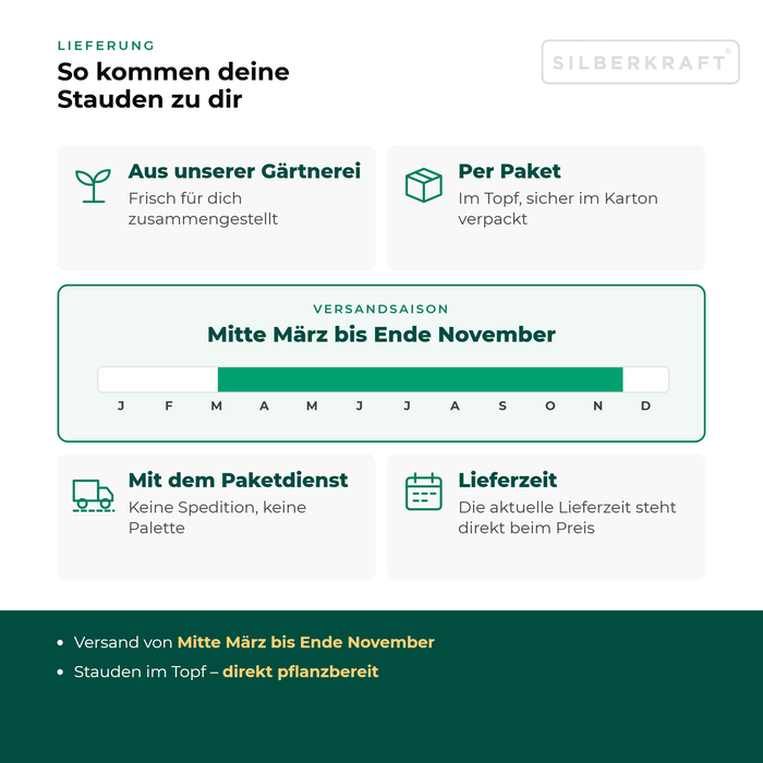 Lieferung Steppen-Wolfsmilch: Paketversand im Topf aus unserer Gärtnerei, Versandsaison Mitte März bis Ende November