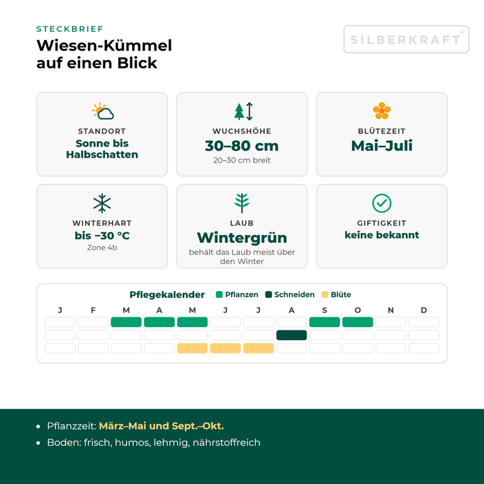 Steckbrief Wiesen-Kümmel (Carum carvi) mit Standort, Wuchshöhe, Winterhärte, Giftigkeit und Pflegekalender