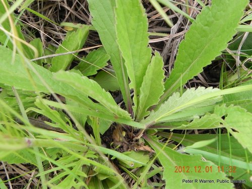 Gwiazdnik — Bild 2
