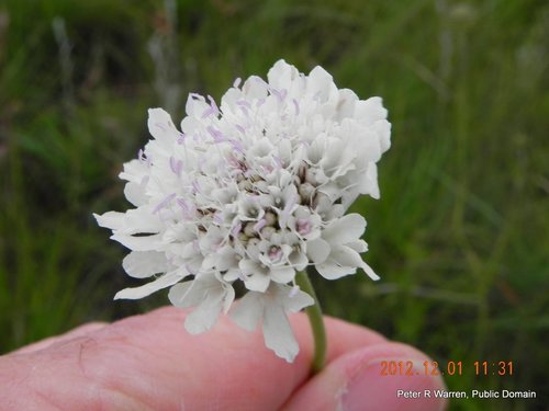 Gwiazdnik — Bild 5