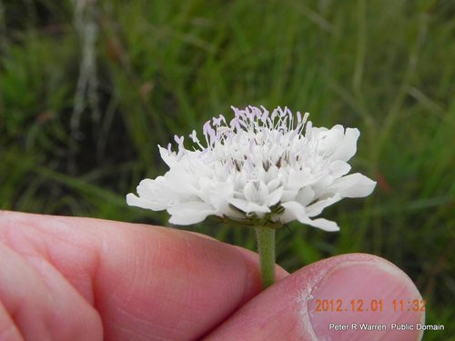 Gwiazdnik — Bild 4