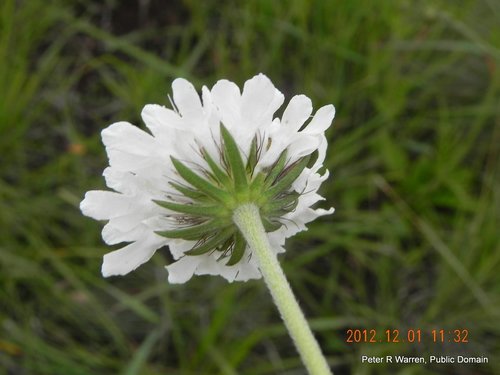 Gwiazdnik — Bild 3