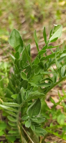 Kruszec świerzbowy — Bild 4