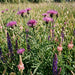 Skabiosen-Flockenblume (Centaurea scabiosa) in Blüte im naturnahen Garten (KI-generiert)