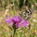 Blüte von Skabiosen-Flockenblume (Centaurea scabiosa) in Nahaufnahme (KI-generiert)