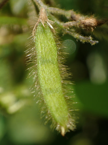 soja — Bild 4