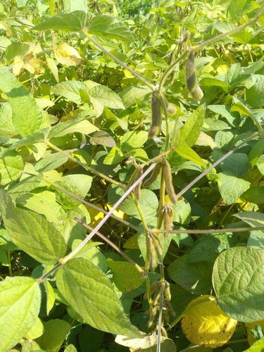 soja — Bild 2