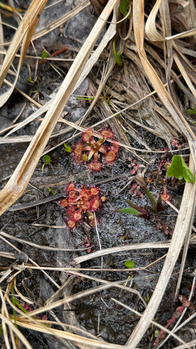 Rosiczka — Bild 3