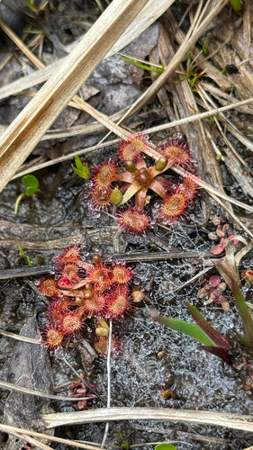 Rosiczka — Bild 2