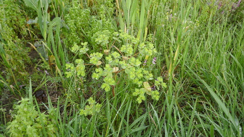Fala przesilenia — Bild 5