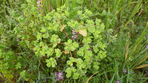 Fala przesilenia — Bild 4
