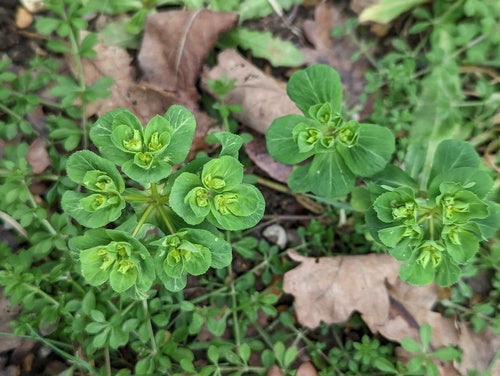 Fala przesilenia — Bild 3