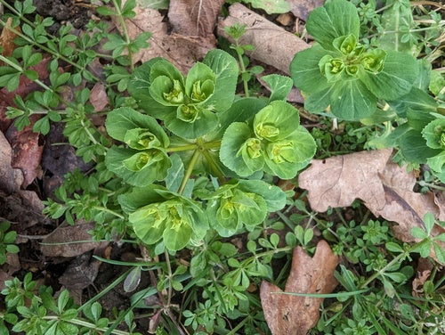 Fala przesilenia — Bild 2