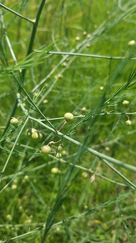 asparagus — Bild 5
