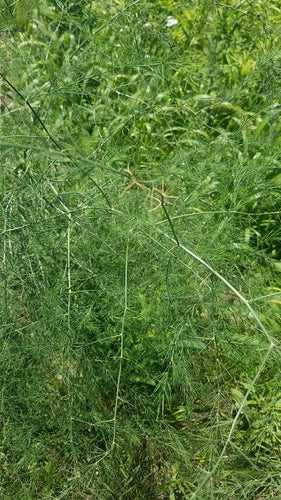 asparagus — Bild 4