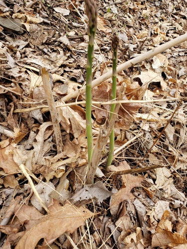 asparagus — Bild 3
