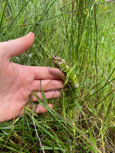 asparagus — Bild 2