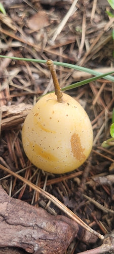 Speierlinga — Bild 3