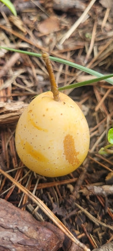 Speierlinga — Bild 2