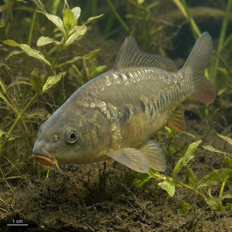 Lustrzany karp
