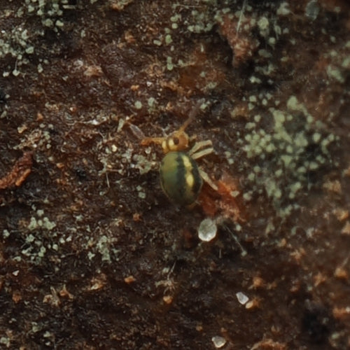 Kontrola Springtaila — Bild 2