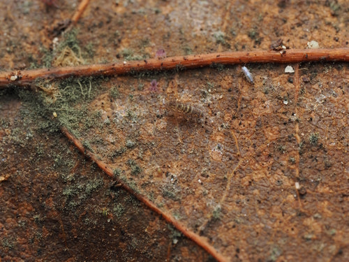 Kontrola Springtaila — Bild 1