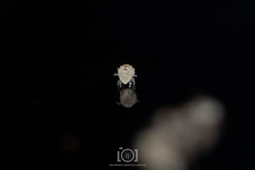 Kontrola Springtaila — Bild 5