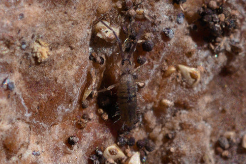 Kontrola Springtaila — Bild 3