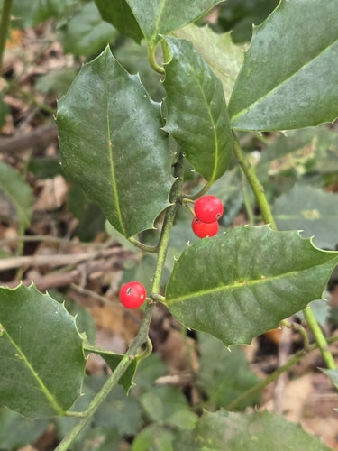 Ostrokrzew — Bild 4