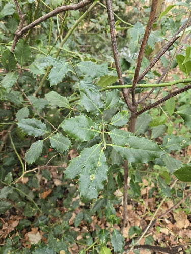 Ostrokrzew — Bild 3
