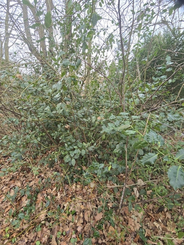 Ostrokrzew — Bild 2