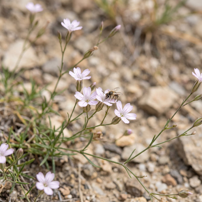 Blüte von Steinbrech-Felsennelke (Petrorhagia saxifraga) in Nahaufnahme (KI-generiert)