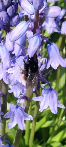 Kamienny trzmiel — Bild 2