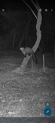 Steinmarder - Bild 6