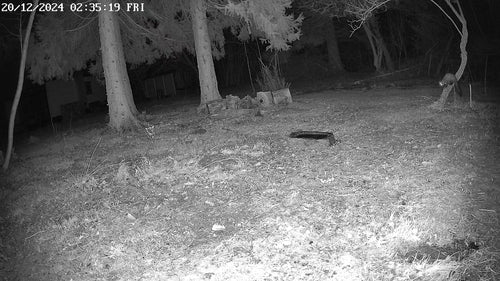 Steinmarder - Bild 8