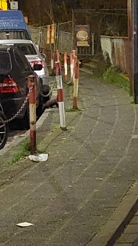 Steinmarder - Bild 3