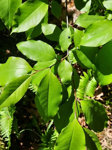 Drzewo owocowe pestkowe (rodzaj) — Bild 4