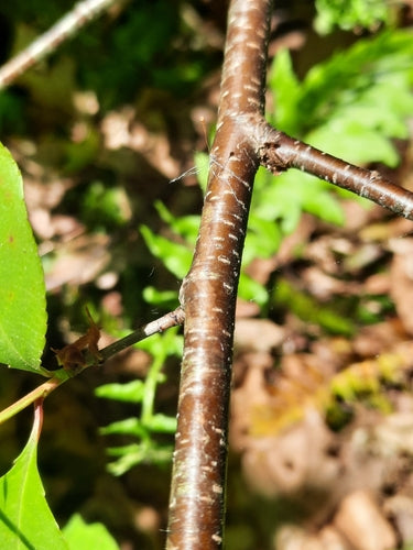Drzewo owocowe pestkowe (rodzaj) — Bild 3