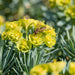 Blüte von Steppen-Wolfsmilch (Euphorbia seguieriana) in Nahaufnahme (KI-generiert)