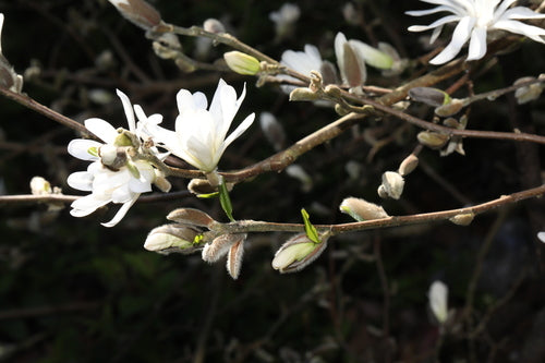Gwiazda Magnolii — Bild 3