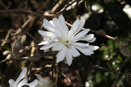 Gwiazda Magnolii — Bild 2